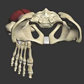 Human Lower Limb Skeleton And Muscle Anatomy Model Showing Hip Femur Tibia Structure