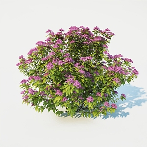 Flowers and plants 3d model