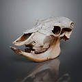 Detailed Animal Skull With Natural Bone Texture And Dark Background Reflection 3d model