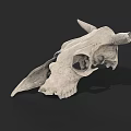 Detailed Isolated White Cow Skull with Horns on Dark Background