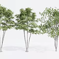 Three Slender Trunk Trees With Lush Green Foliage In White Background 3d model