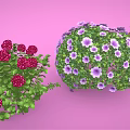Colorful Spherical Flowering Bushes With Red Purple Yellow Blooms And Green Leaves On Pink Background