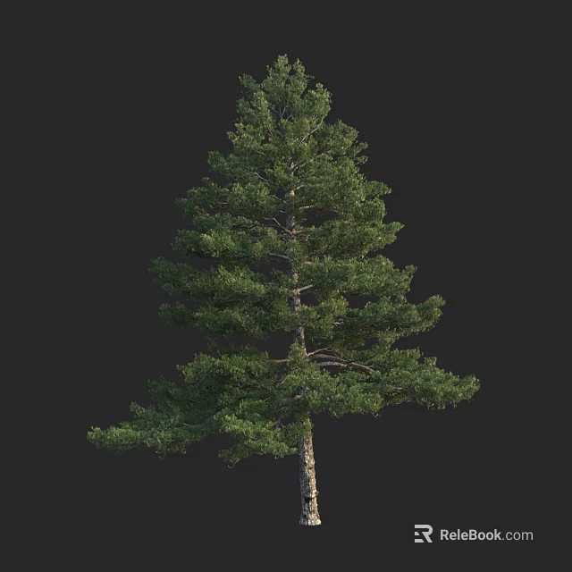 Tall Arbor Pine Tree With Lush Green Foliage And Straight Trunk Isolated On Dark 3d model 