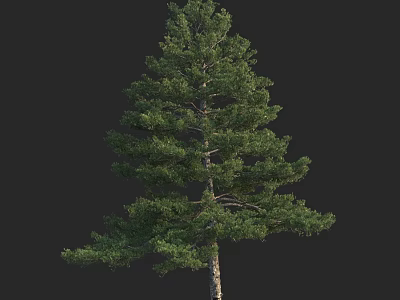 Tall Arbor Pine Tree With Lush Green Foliage And Straight Trunk Isolated On Dark 3d model