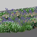 Blooming Lavender Irises and Colorful Daisies in a Beautiful Garden Flower Bed