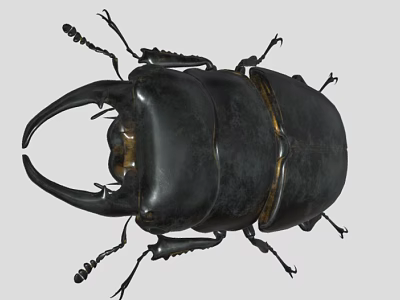 Black Stag Beetle With Large Mandibles And Detailed Legs On Gray Background 3d model