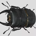 Black Stag Beetle With Large Mandibles And Detailed Legs On Gray Background