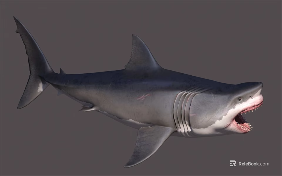 Realistic Great White Shark With Open Mouth Sharp Teeth And Gray Body 3d model