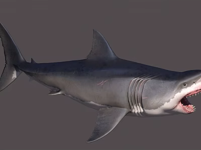 Realistic Great White Shark With Open Mouth Sharp Teeth And Gray Body 3d model