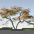 Curved Branch Tree With Orange Yellow Leaves Against Blue Sky White Wall Green Grass