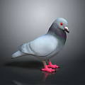 Gray Pigeon With Red Eyes And Pink Feet Standing On Black Background