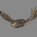 Gray Owl Spreading Wings While Flying Against Gray Background With Detailed Feathers 3d model