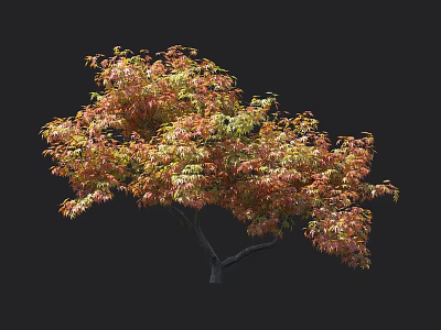 Vibrant Tree With Red And Green Leaves And Graceful Branches In Garden 3d model