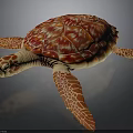 Red Orange Patterned Turtle with Detailed Shell and Flippers 3D Rendered on Dark Background