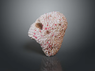 Coral Red Coral White Coral Blue Coral Gold Coral Black Coral Ball Coral Grass Coral Fine Finger Anemone 3d model