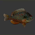 Vibrant Multicolored Tropical Fish With Shiny Scales Bright Fins And Colorful Patterns