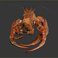 Red Lobster With Curved Claws And Long Antennae On Dark Background