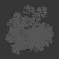 Two Tall Green Arbor Trees With Multiple Trunks And Lush Foliage Isolated On White Background