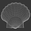 Beautiful Scallop Marine Animal With Pink Fan Shaped Shell And Shiny Texture