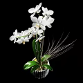 Potted Orchid Plant With White Flowers Green Leaves And White Pot Against Black Background