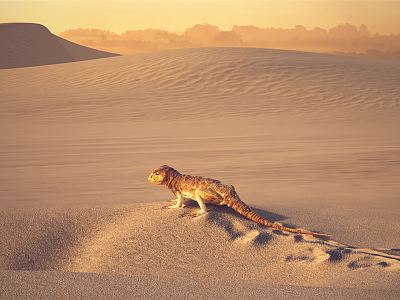 Modern Lizard Desert model