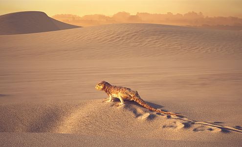 Modern Lizard Desert 3d model