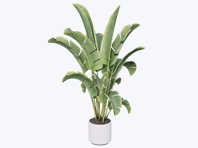 Potted Banana Tree With Large Green Leaves In White Ceramic Pot 3d model
