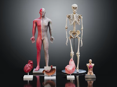 Human Limb and Organ Anatomical Models Featuring Skeleton Muscle and Internal Organs 3d model