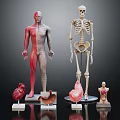 Human Limb and Organ Anatomical Models Featuring Skeleton Muscle and Internal Organs
