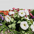 Vibrant Mixed Flowers In Natural Garden With White Red Purple Blooms And Green Leaves
