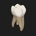 Dental Medical Device Tooth Model For Professional Training And Education