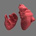 Red Human Heart 3D Rendered Model Displaying Chest Organ Anatomical Details