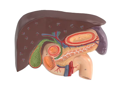 Detailed Thoracic Organs Anatomical Model With Internal Structures And Vessels 3d model Detailed Thoracic Organs Anatomical Model With Internal Structures And Vessels 3d model