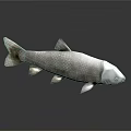 Realistic Silver Gray Fish with Scales and Fins on Gray Background with Reflection
