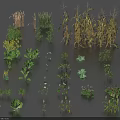 Various Agricultural Crops 3D Models Showing Different Growth Stages And Plant Varieties