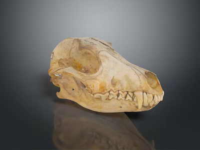 Detailed Mammal Skull Display With Natural Texture And Reflection On Dark Background 3d model