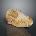 Detailed Mammal Skull Display With Natural Texture And Reflection On Dark Background