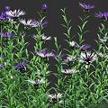 Various Purple White Flowering Plants With Green Stems And Leaves