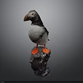 Adorable Puffin With Black And White Feathers Orange Beak And Feet On Rocky Base