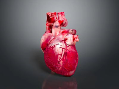 Realistic Human Heart Organ Model With Red White Texture And Blood Vessels On Reflective Surface 3d model