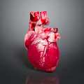 Realistic Human Heart Organ Model With Red White Texture And Blood Vessels On Reflective Surface