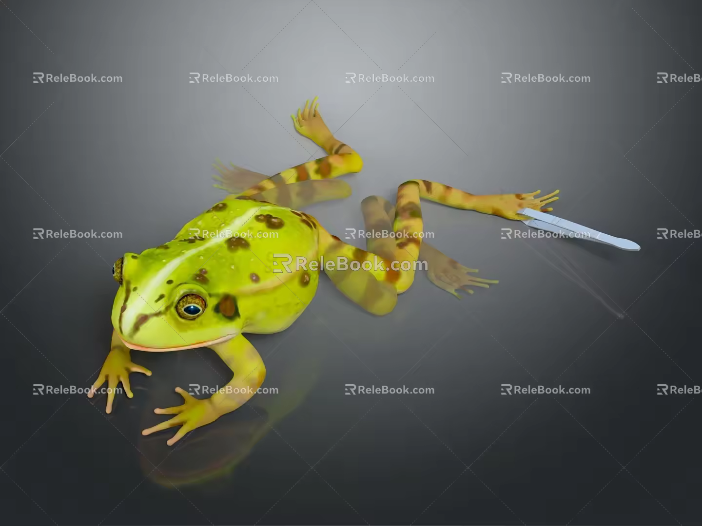 Frog Poison Frog Game Frog Reptile Cold Blooded Animal Reptile 3d model