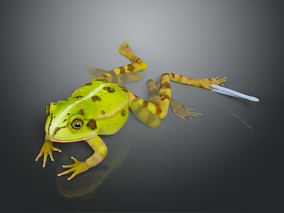 Frog Poison Frog Game Frog Reptile Cold Blooded Animal Reptile 3d model