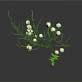 Dried Plant Branches With White Buds and Small Green Seedling on White Background