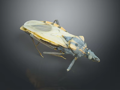 Detailed View of Yellow and Black Insect with Transparent Wings and Long Legs 3d model
