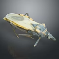 Detailed View of Yellow and Black Insect with Transparent Wings and Long Legs