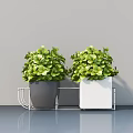 Two Lush Green Potted Plants with Gray and White Pots on Metal Stand Against Gray Background
