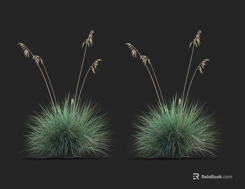 Two Clumps of Green Grass with Slender Stems and Small Spikes on Dark Background 3d model 