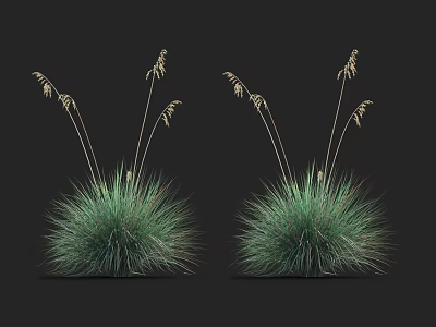 Two Clumps of Green Grass with Slender Stems and Small Spikes on Dark Background 3d model