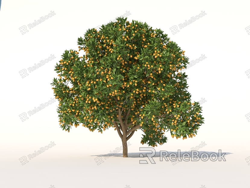 Kumquat Kumquat Tree Trees Trees with Fruit model